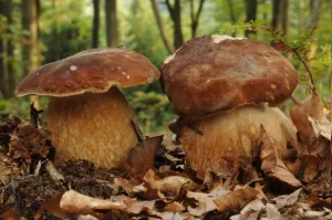 Funghi